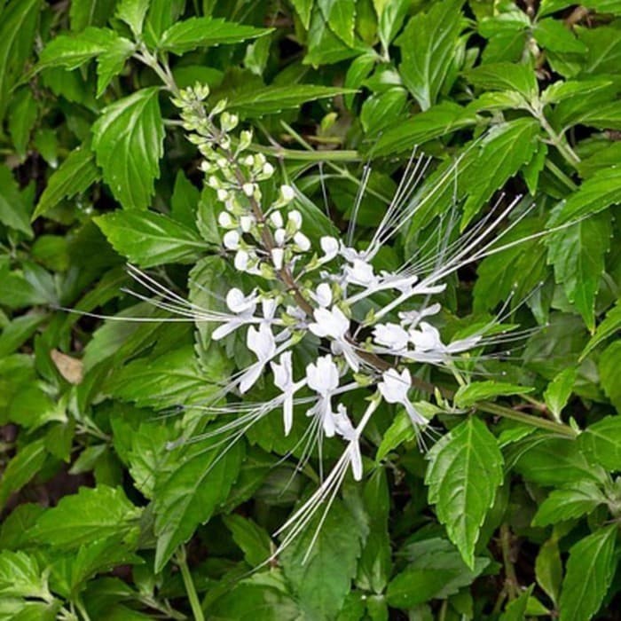 

Daun Kumis Kucing Herbal Organik (SEGAR) - Obat Batu Ginjal