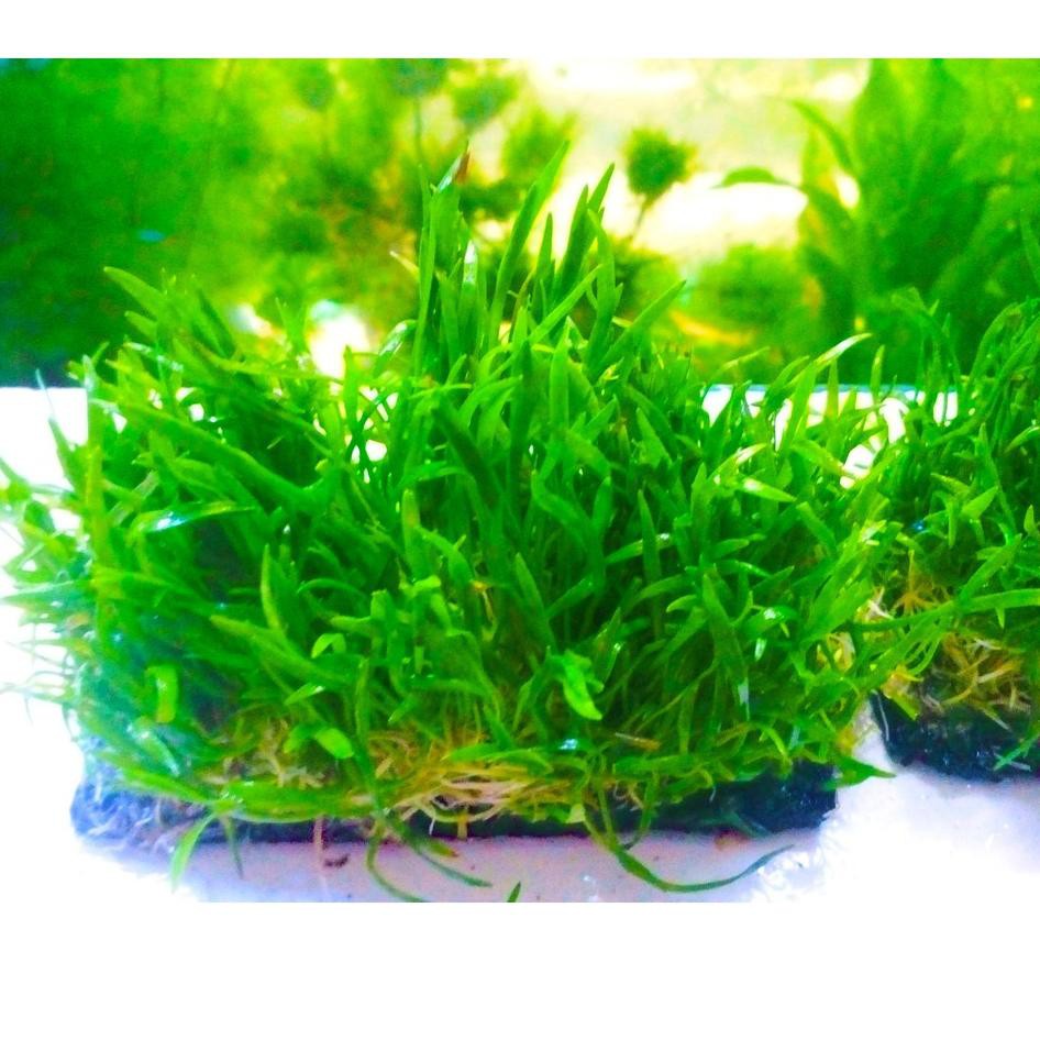 HOT SALE Liliopsis Lempeng - Lilaeopsis brasiliensis Tanaman Air Aquascape Foreground