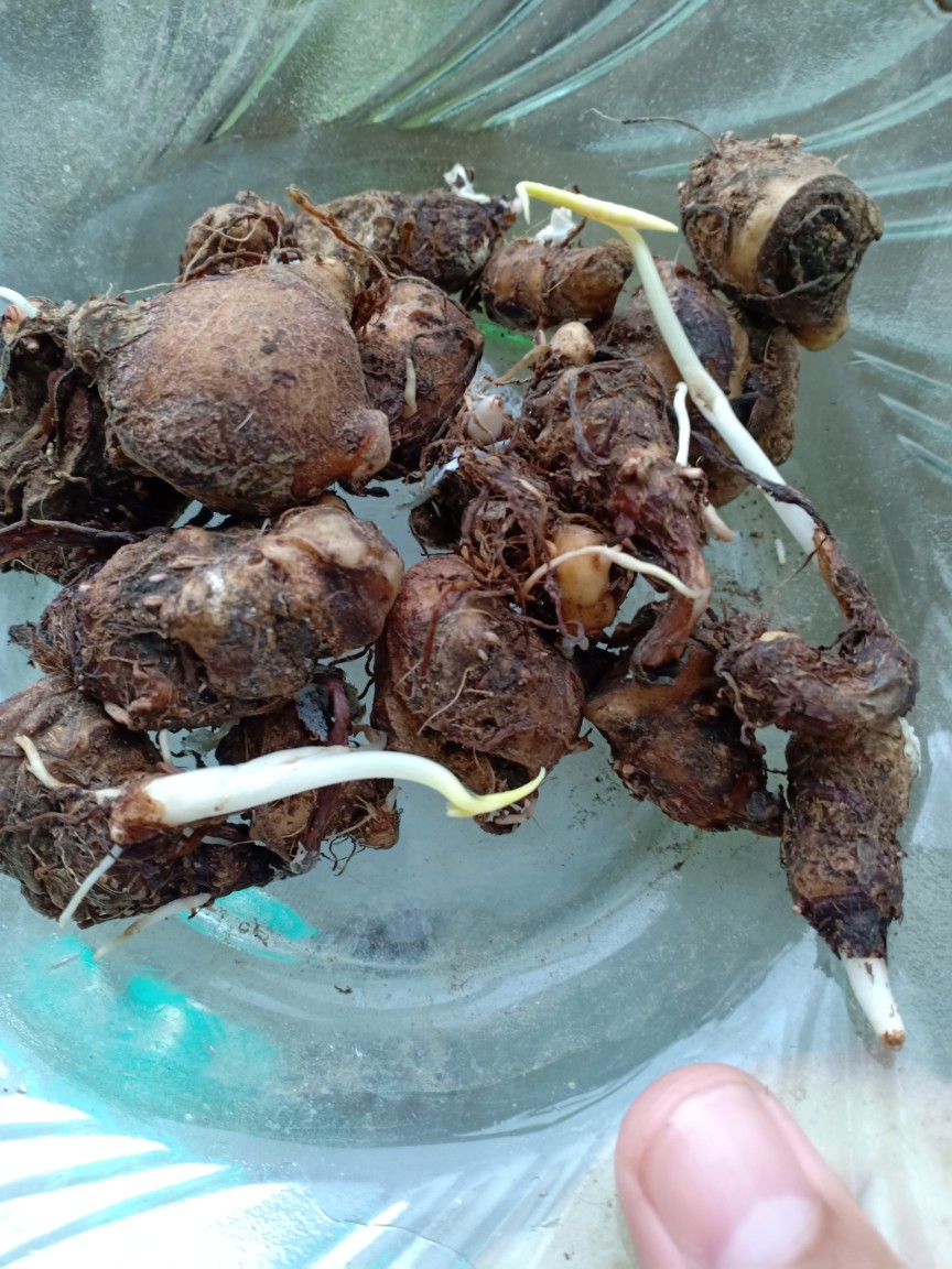 Cladium White Qween Bonggolan