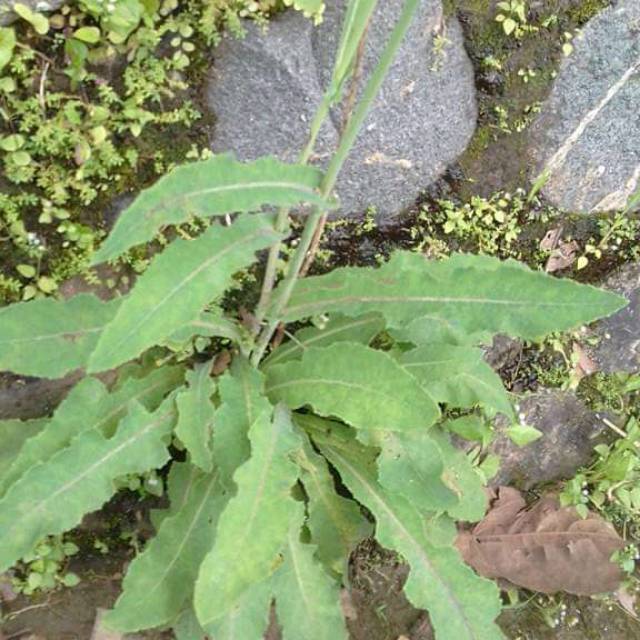 

Daun tempuyunh segar(1kg)