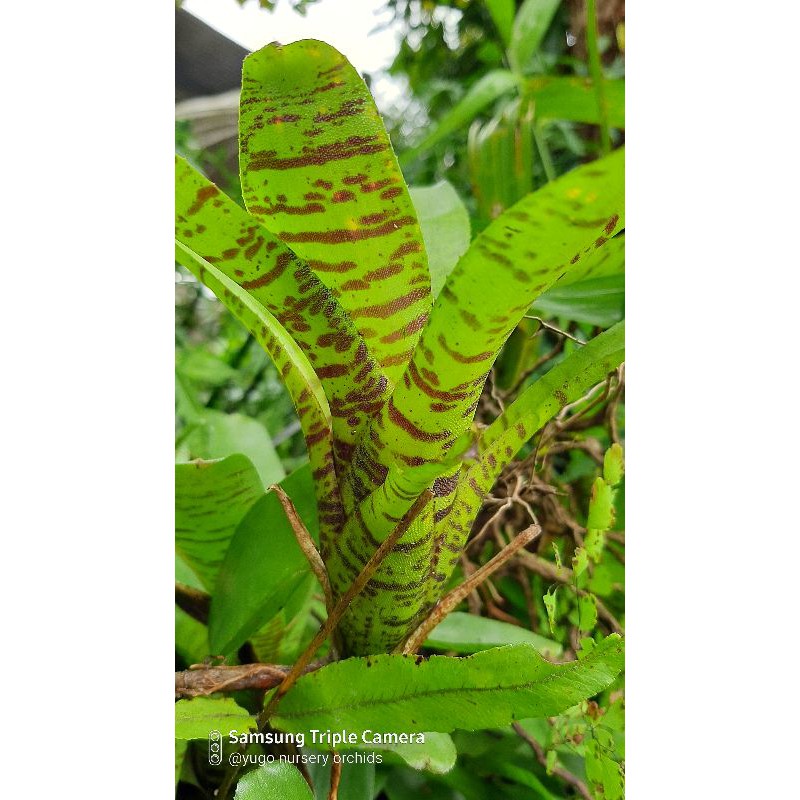 promo termurah COD Bromelia mini Bromelia hijau