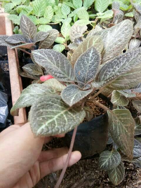 Tanaman hias gantung episcia - begonia daun