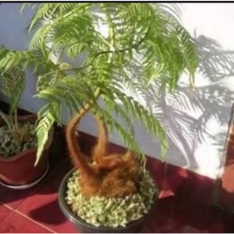 pakis monyet tinggi 50 cm