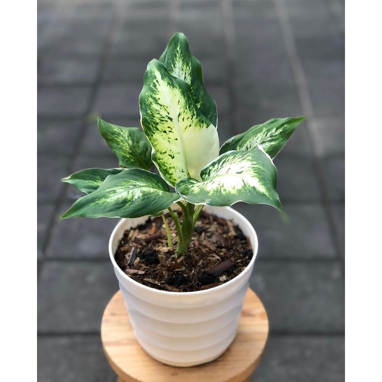 Tanaman Hias DIvenbachia Diven Sparkel Tanaman Cinta Variegata Varigata