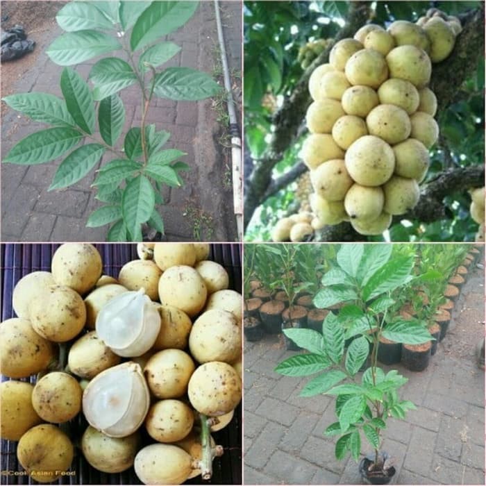 bibit buah duku longkong thailand/biji kempes