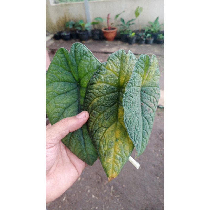 potongon kecil bonggol alocasia melo badak asli