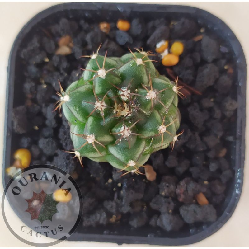 Kaktus Gymnocalycium Rootbeer