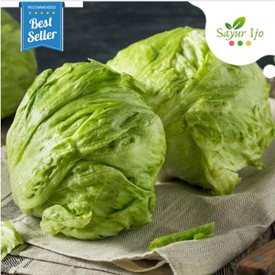 

Iceberg Lettuce 230 - 250 Gram Fresh Head Lettuce Sayur Hijau Segar