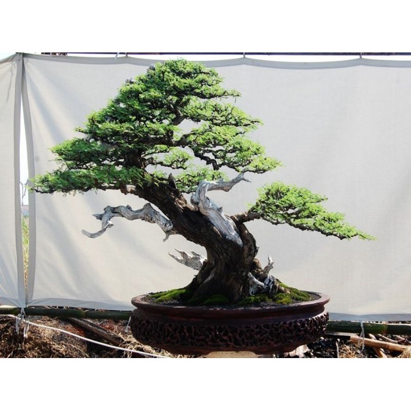 BAHAN BONSAI ARABIKA/KLAMPIS IRENG//DONGKELAN PROSPEK