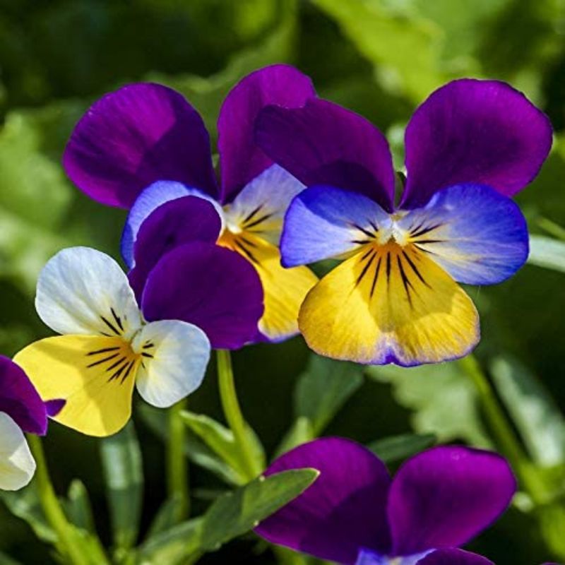 5 Biji Benih Bibit Bunga Langka Petunia Colorful Termurah Mudah Hidup Warna Menarik Mudah Hidup-Viola Johnny Jump