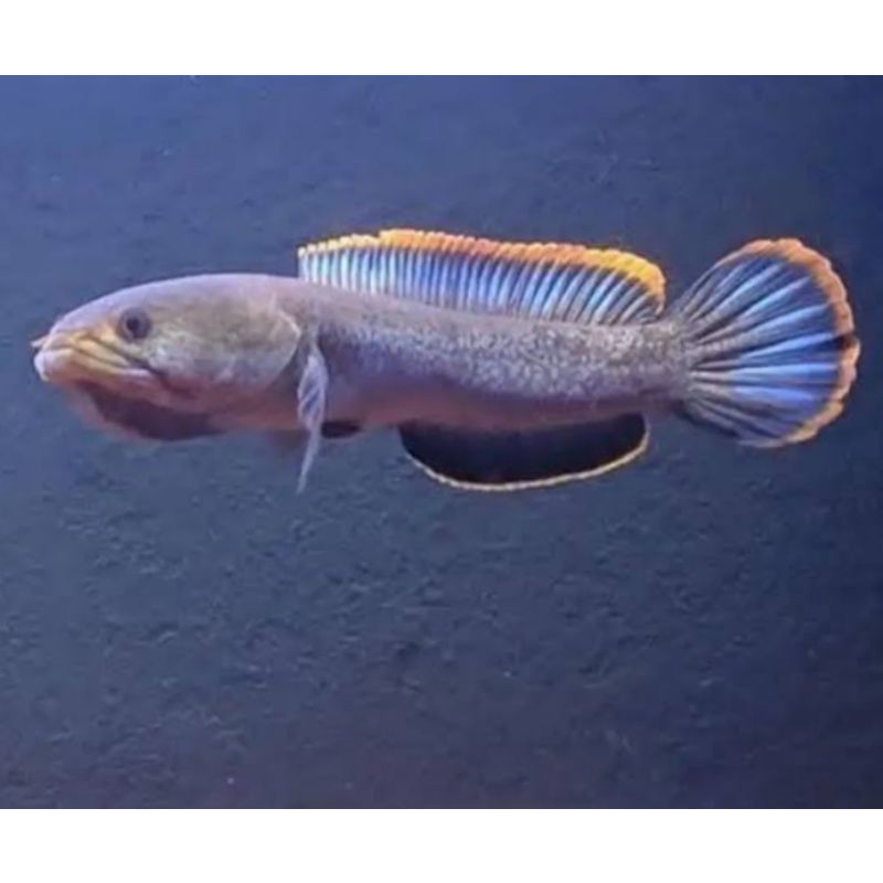 cana limbata rim tebal