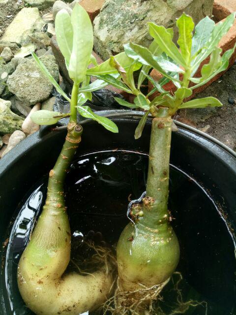 Bibit Bunga Kamboja Jepang