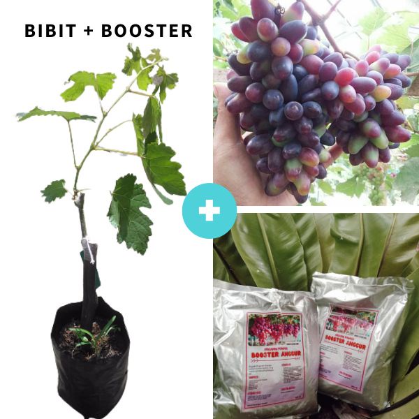 PAKET  Bibit Anggur Bibit Anggur Akademik, Pohon Anggur Akademik, Tanaman Anggur Akademik + Booster 