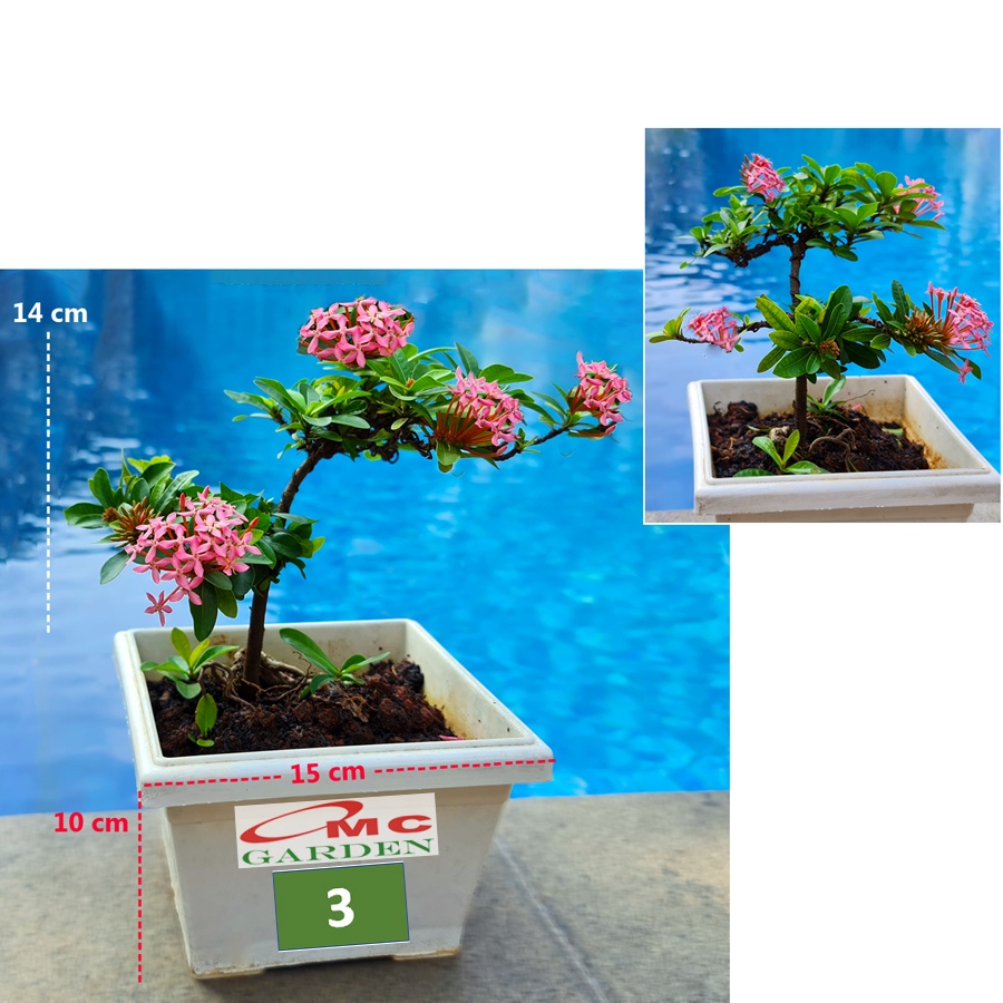 Tanaman Hias Bonsai Mame Soka Mini Asoka Jepang Ixora Pink B-SMP-004