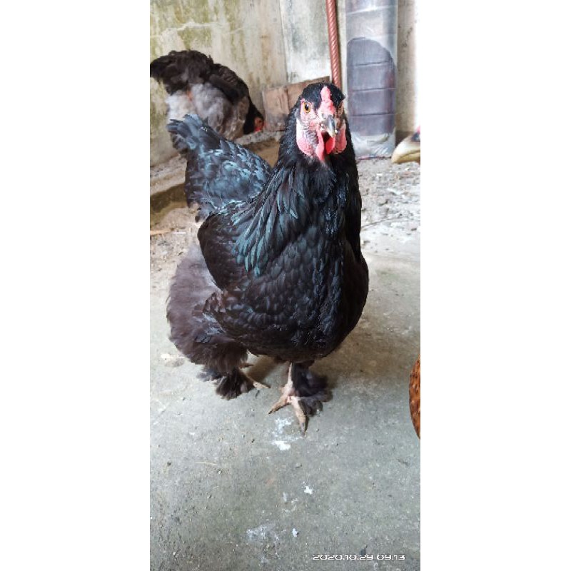 Jual Telur Ayam Brahma Indonesia|Shopee Indonesia