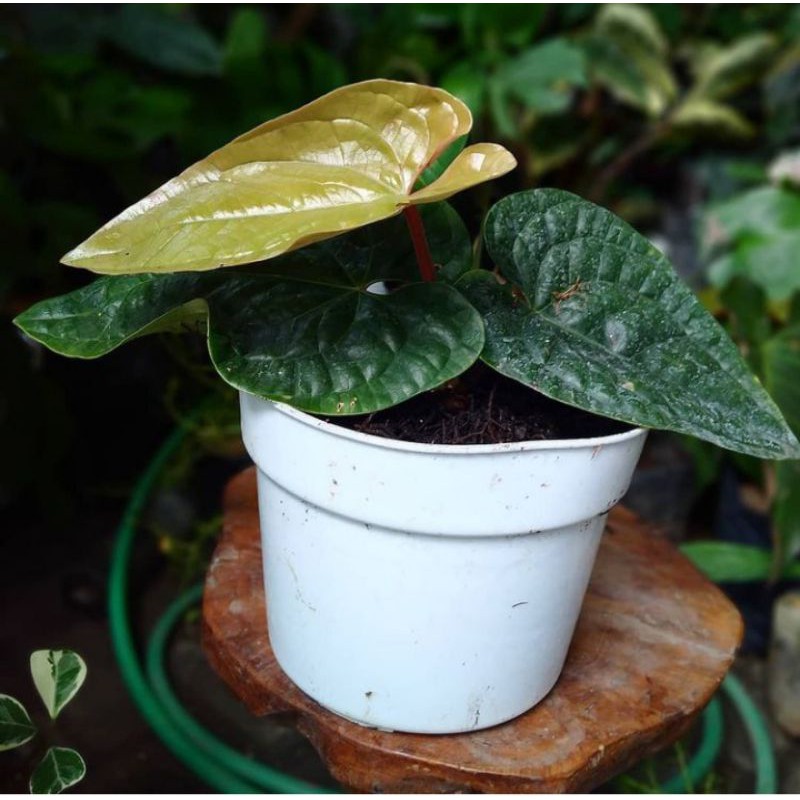 ANTHURIUM SIRIH JUMBO
