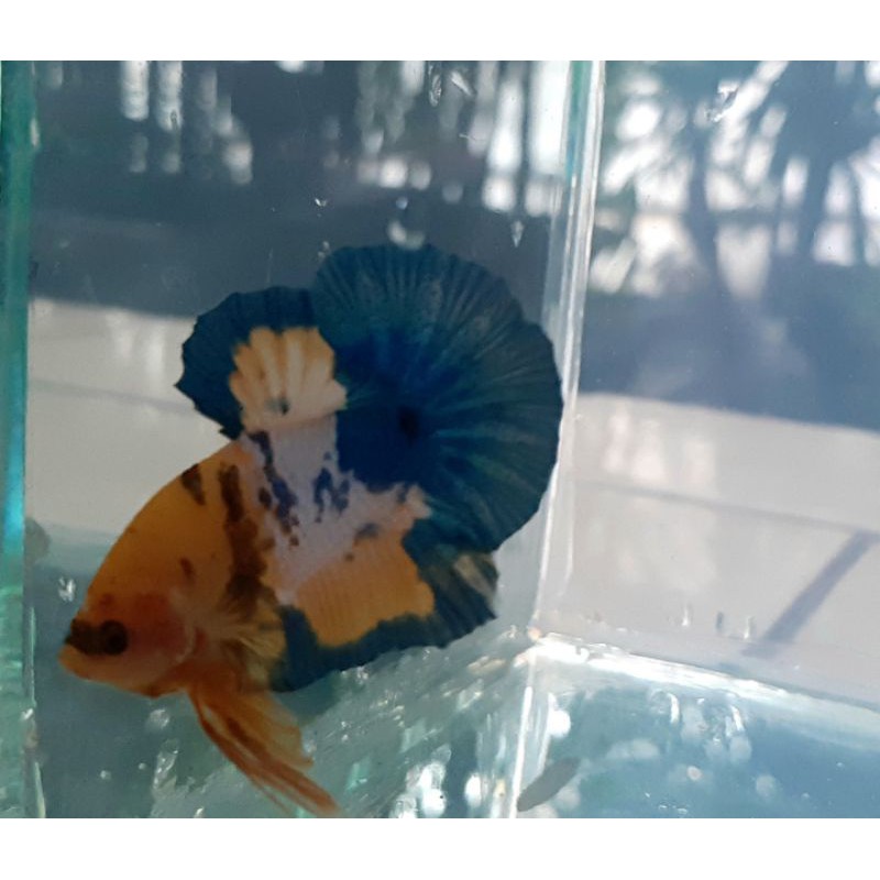 CUPANG GALAXY MULTICOLOR YELLOW BASE