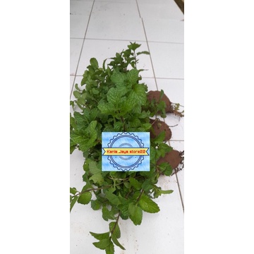 

Bibit bibit daun mit per 3 tim