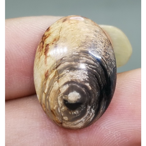 Batu Akik Asli Fosil Kelor Antik Bagus