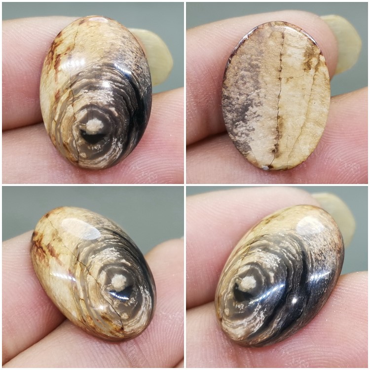 Batu Fosil Galih Kelor asli Kode R137