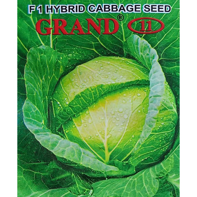 100 Benih KUBIS GRAND 11