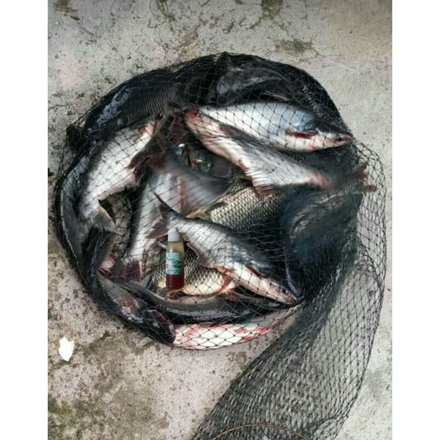 Oplosan Essen Ikan Mas Dan Patin Super Gacor