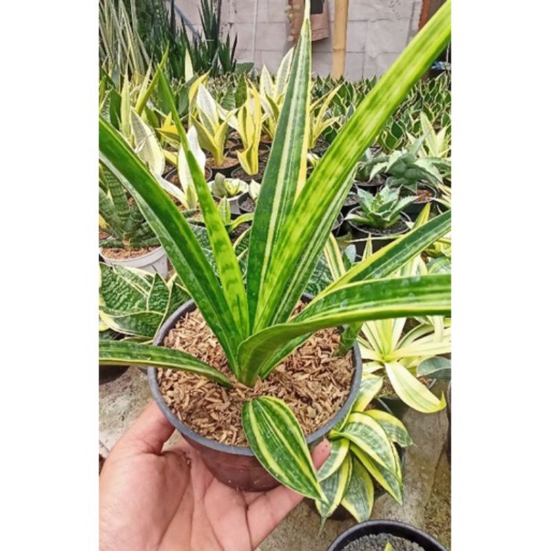 sansevieria parva variegata
