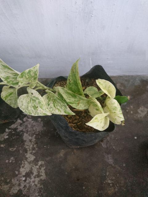 Sirih Gading Varigata