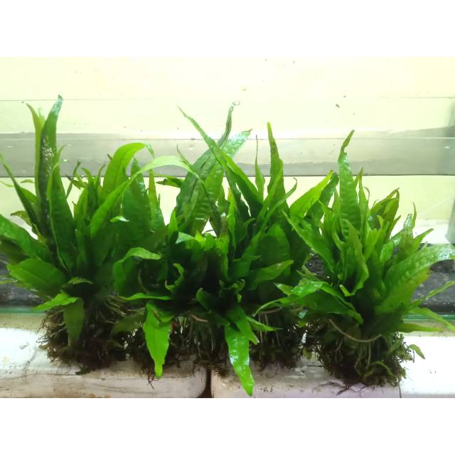 Tanaman Aquascape Java Fern