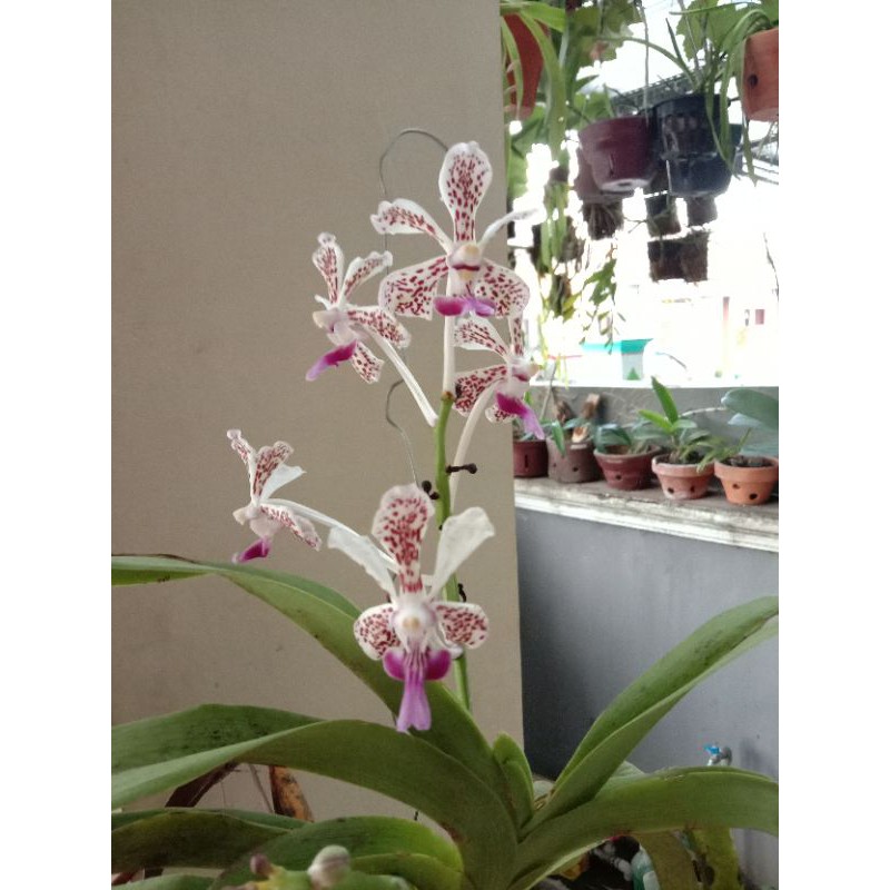 Anggrek Vanda Tricolor