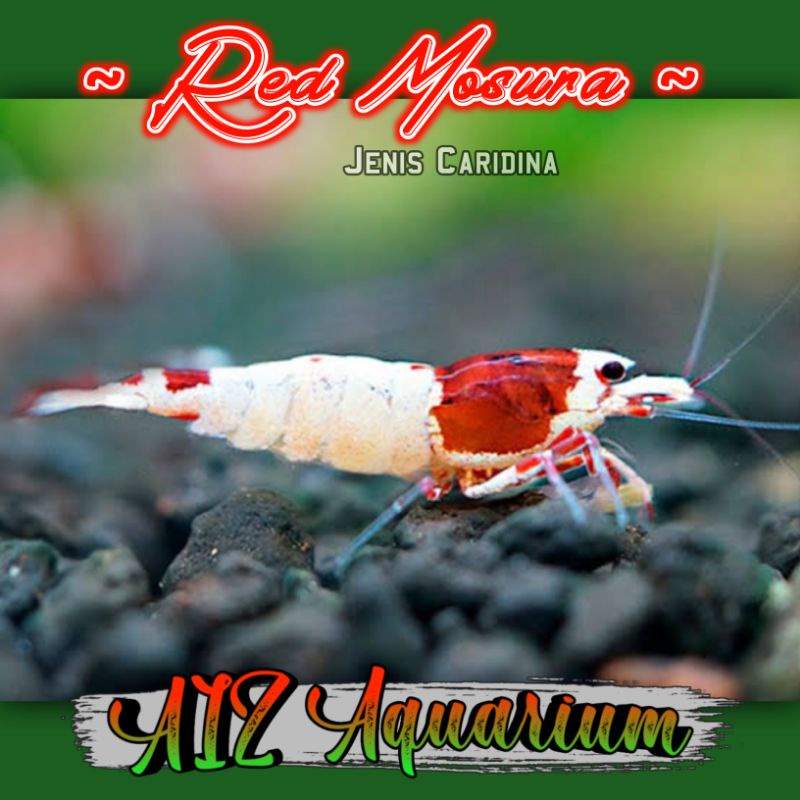 Udang Hias Red Mosura Aquarium & Aquascape
