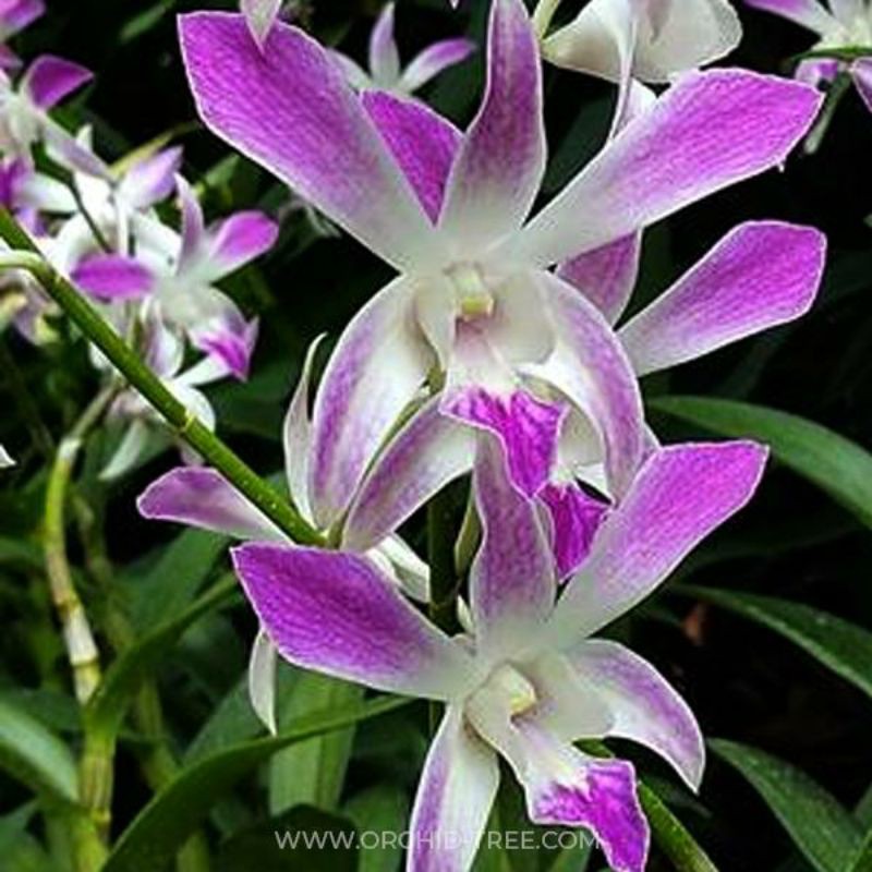 Dendrobium Caesar Warawan