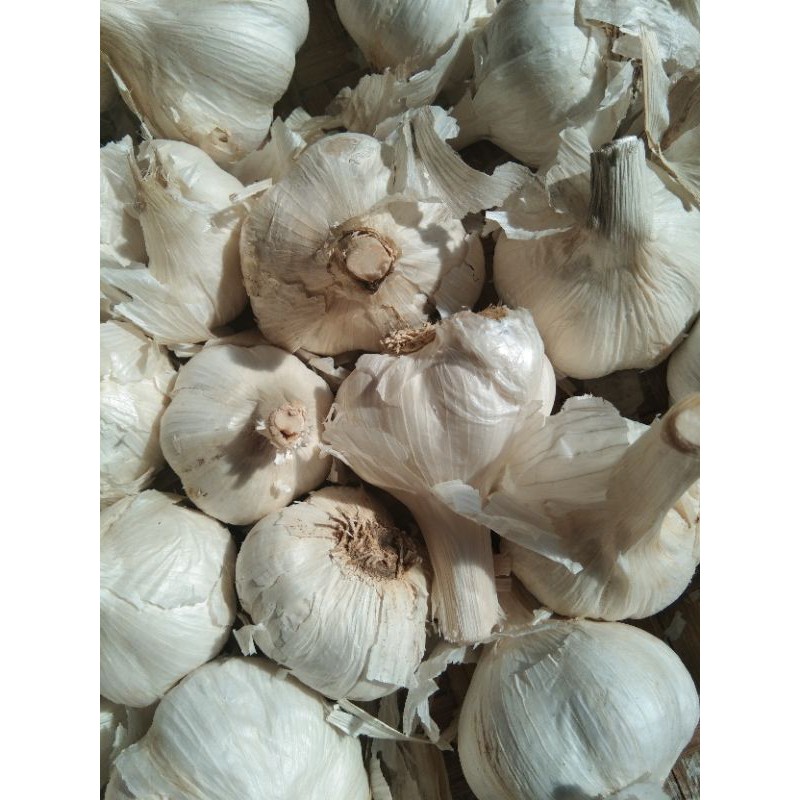 bawang putih kating kotor 1 kg