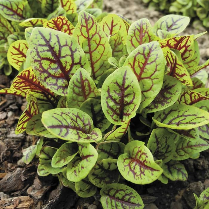 Haira Seed Bibit-Biji Sorrel Red Veined