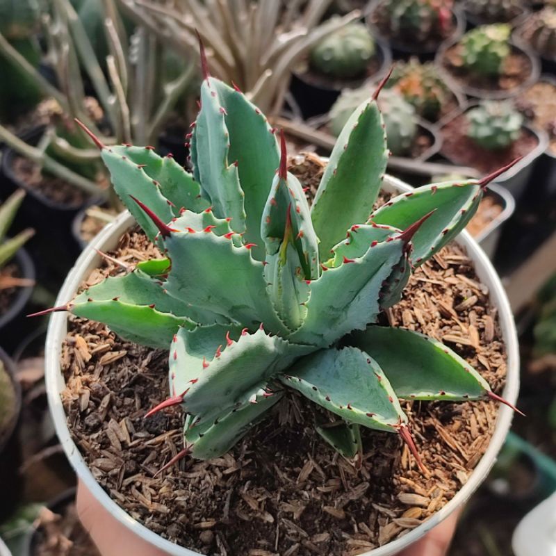 Agave potatorum 'Cubic'/ Agave/ Agave cubic