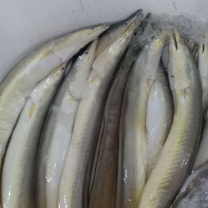

IKAN CUNANG SEGAR IKAN REMANG HASIL LAUT SEGAR HARIAN IKAN REMANG/ 1 KG