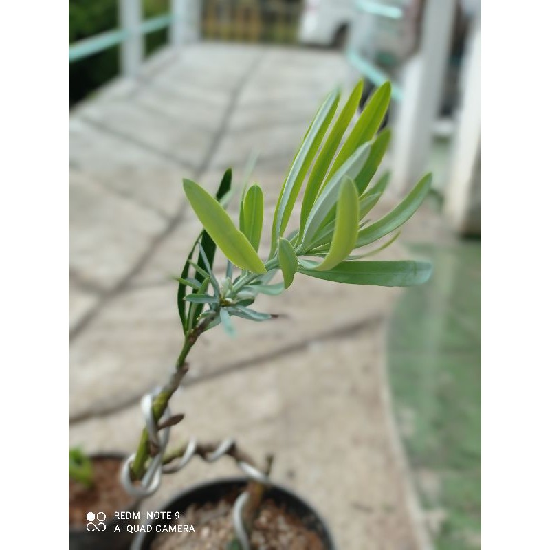 bibit bonsai lohansung blue ice