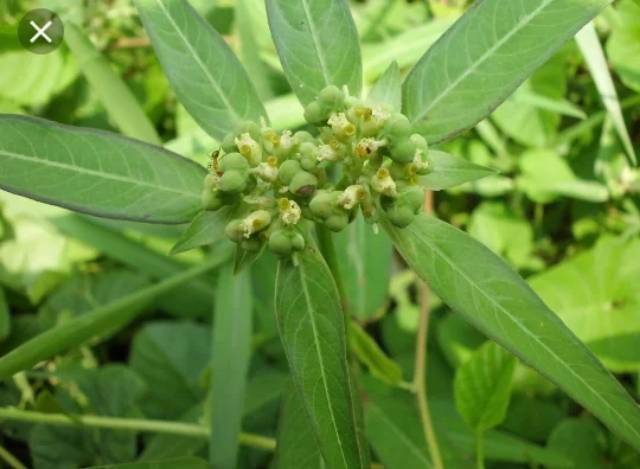 

Daun kate mas suduk mentul segar 300 gram obat herbal organik