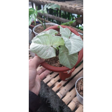 Syngonium Milk Confetti/ Singonium Milk Confetti