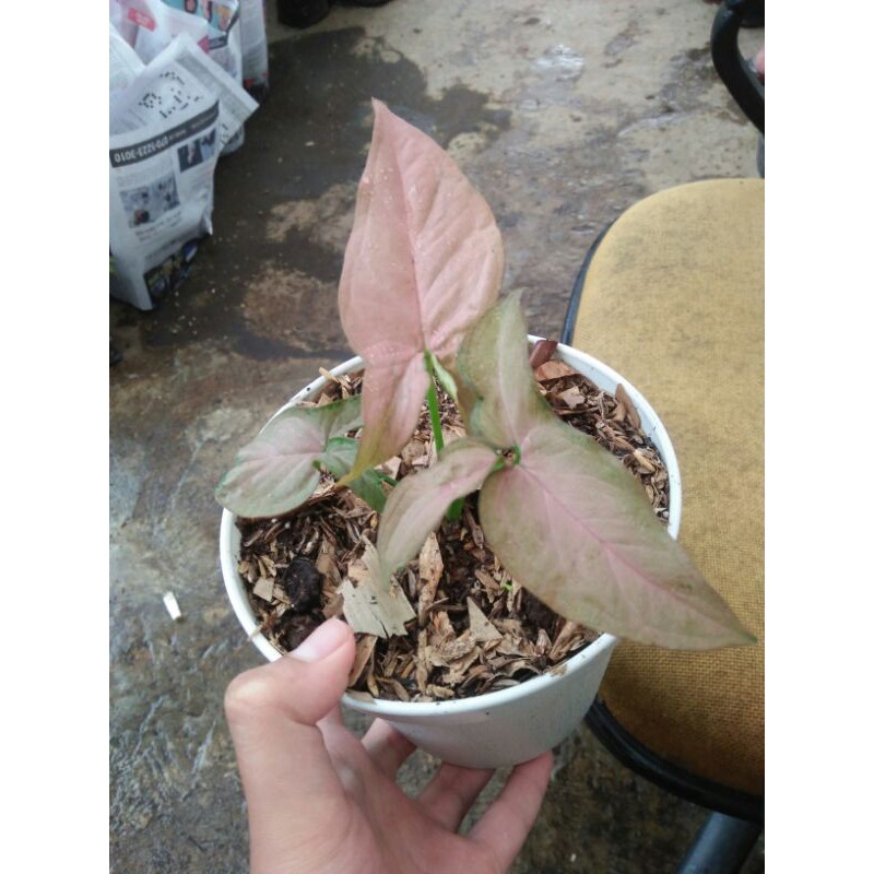 Sygonium Pink