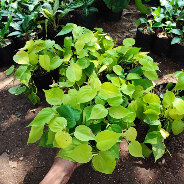 Tanaman hias gantung srigading lemon rimbun - sirih gading menjuntai