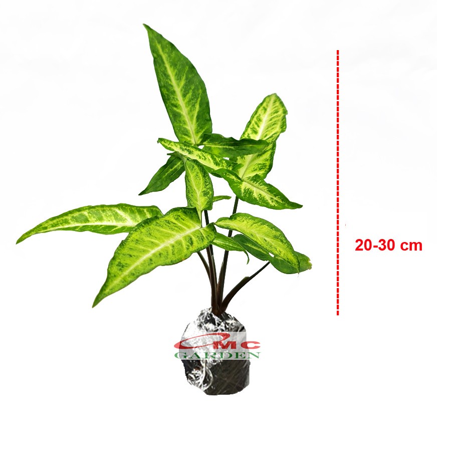 Keladi Mini Runcing Bintang Star Syngonium Trileaf Wonder Talas 2030