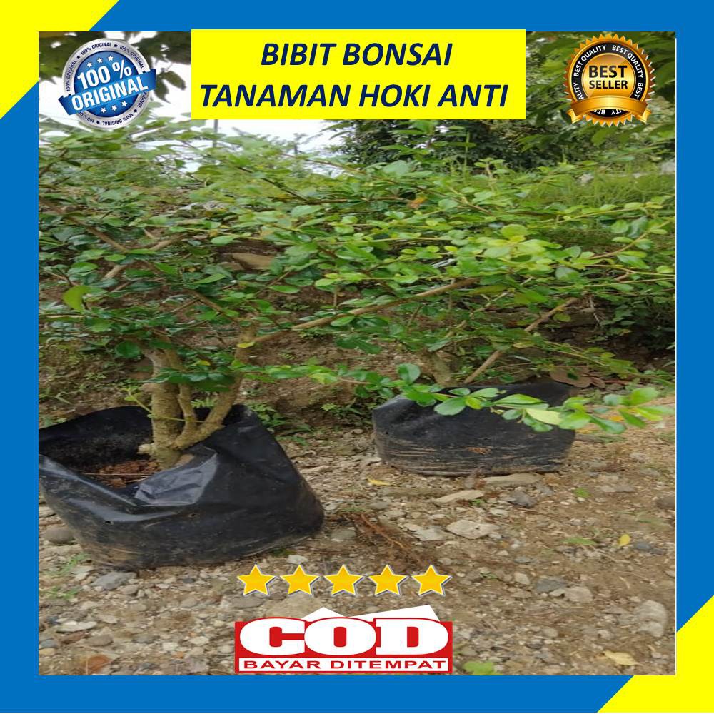 Bibit Bonsai Tanaman Hokianti