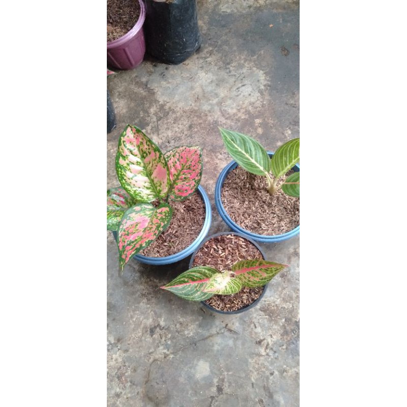 AGLONEMA BIBIT AGLONEMA TERMURAH PAKET 3 JENIS LEGASINMERAH LEGASIIJO DAN DUD ANJA