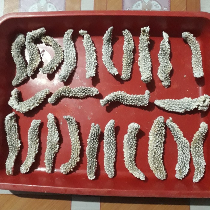 

TERIPANG DURI EXPORT QUALITY TERIPANG HAISOM DURI JOMBO KERING 99%ASLI - 100 Gram