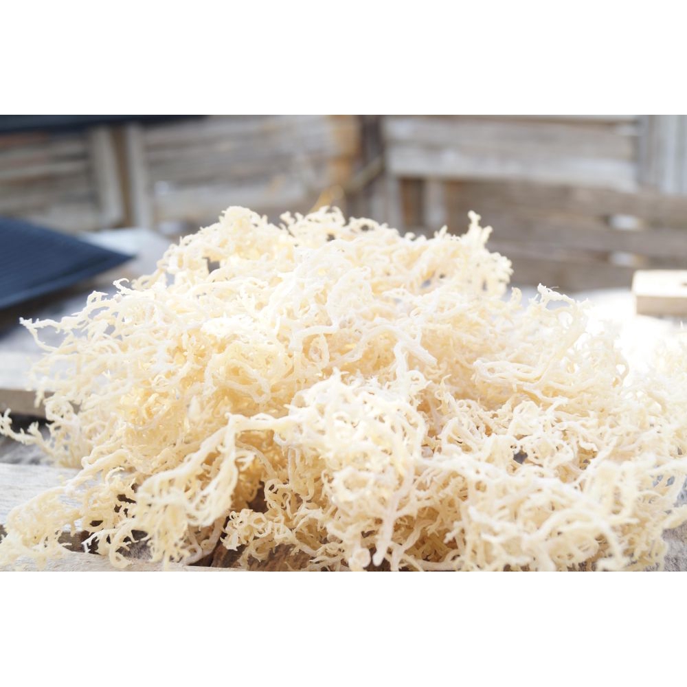 Rumput Laut Kering Putih 1kg | Spinosum Cottoni Original Premium