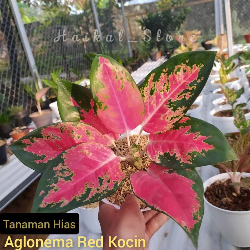 Aglonema red Kochin ukuran remaja daun 4 sampai 5 - aglonema red kocin