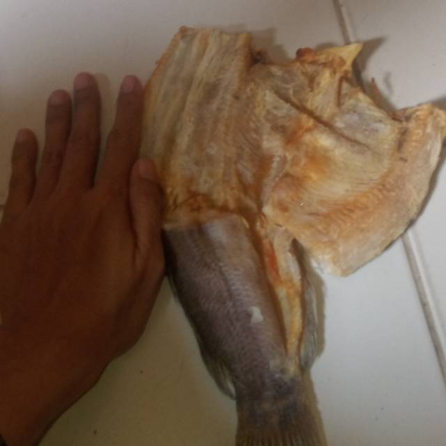 

IKAN ASIN GABUS besar