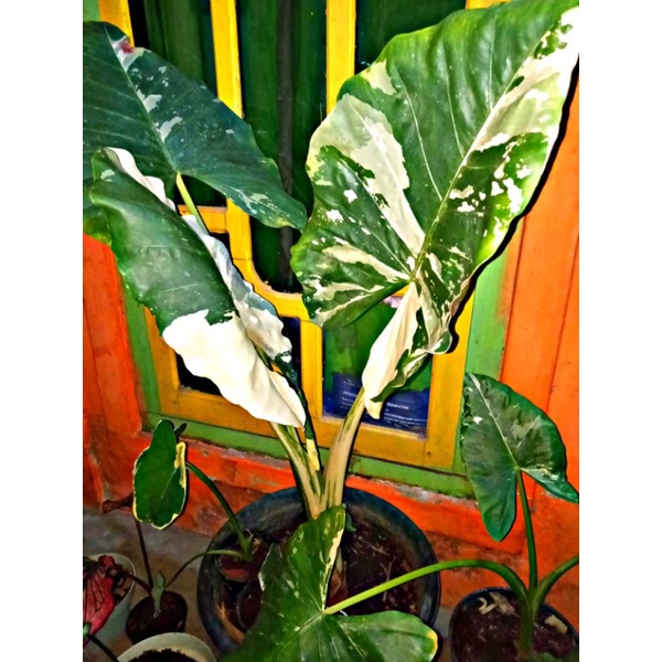 Sente Varigata indukan / alocasia machrorrhiza variegata jumbo / alocasia okinawa