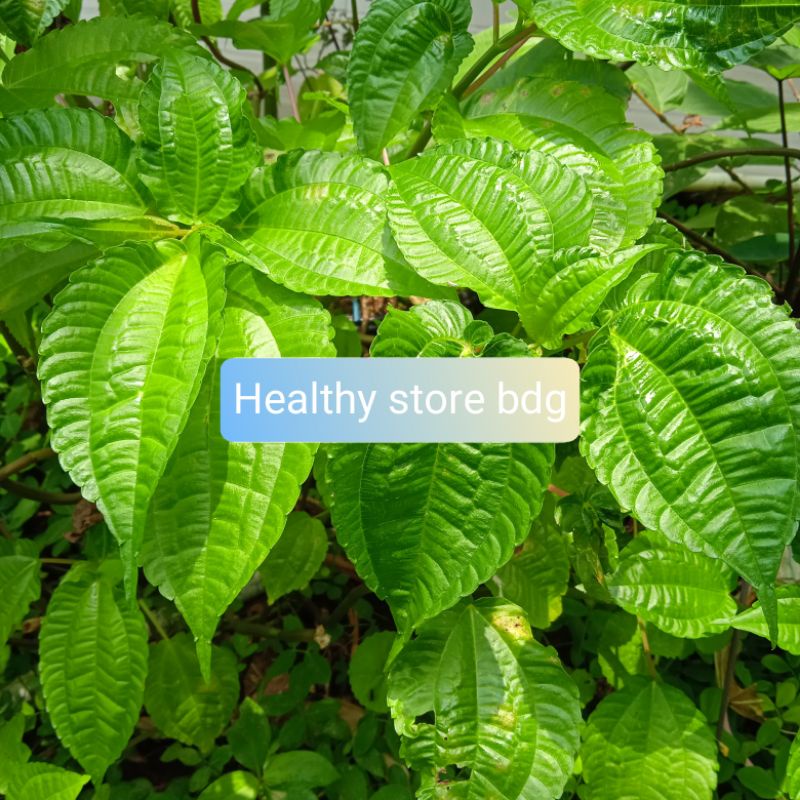 

Daun Poh Pohan Pohpohan Segar Petik Langsung 1 Kg